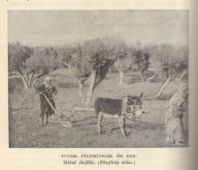 Cholnoky Jenő - A Föld és Élete - Világrészek, Országok, Emberek I-VI ...